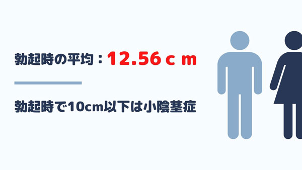 勃起時の平均は12.56cmで、10cm以下の場合は小陰茎症の可能性がある。